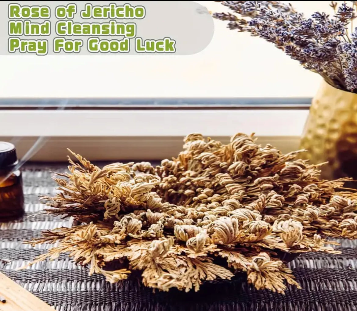 Rose of jericho